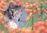 ちゃこちゃんのメモリアル写真　ペット葬儀日２００９年６月３０日　茨城県よりご依頼